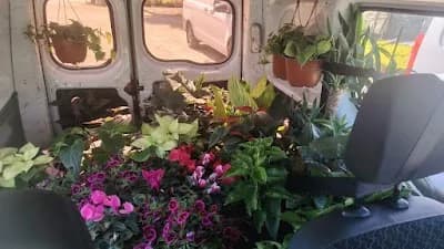 verde bendito plants