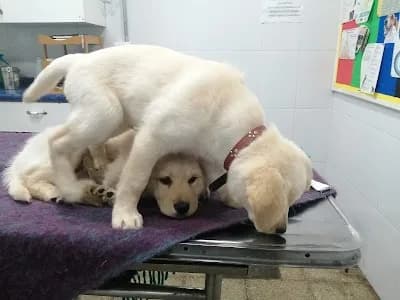 Clinica Vet. Sta. Ana
