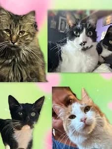 Clínica Veterinaria Esmeralda