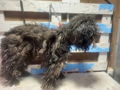 Hanny Pet - Peluquería Canina