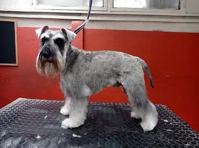 JPM Centro de Estética y Academia de Peluquería Canina